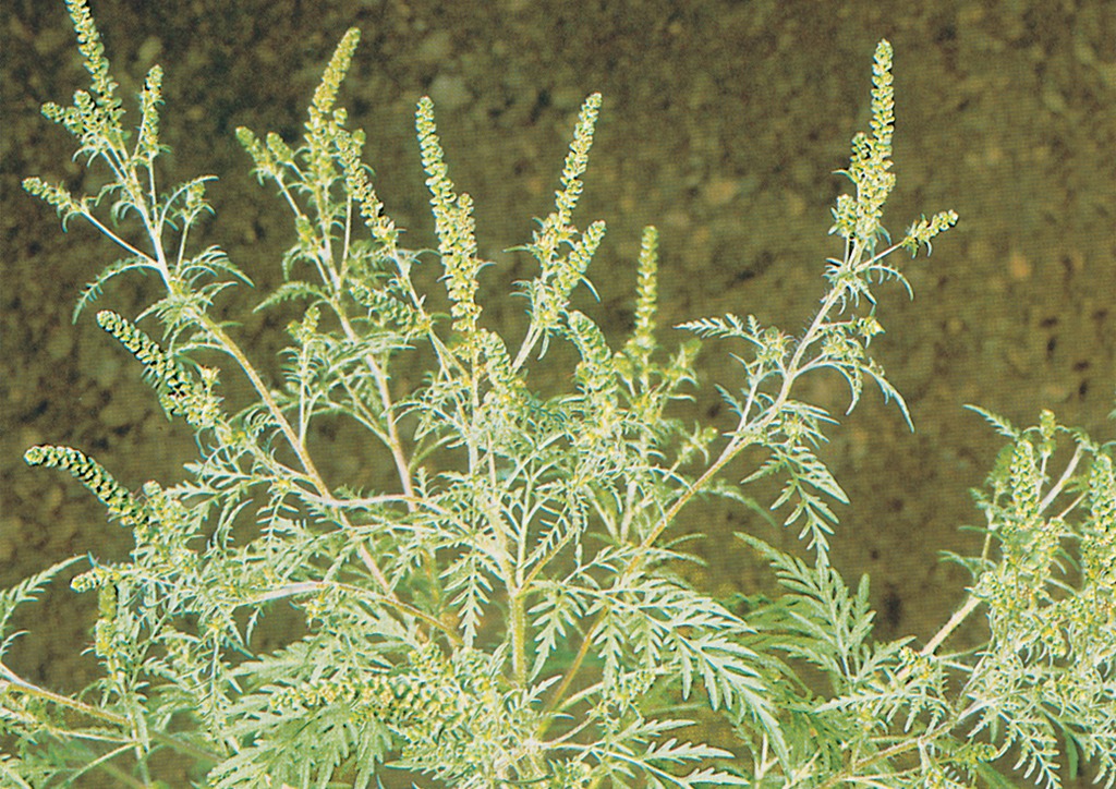 Ambrosia artemisiifolia - kifejlett növény