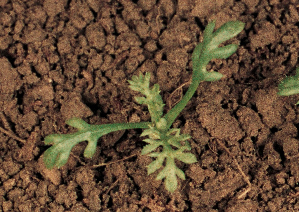 Anthemis arvensis - csíranövény