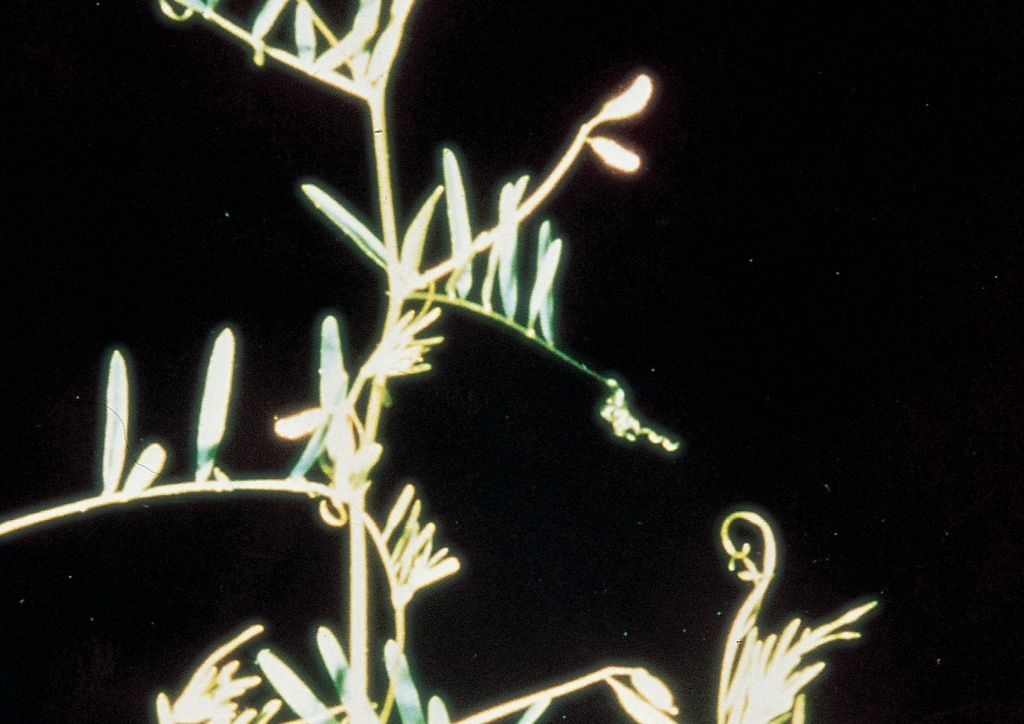 Vicia tetrasperma - kifejlett növény