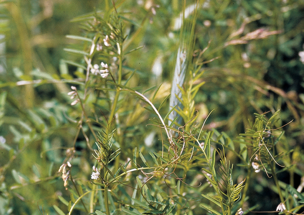 Vicia hirsuta - kifejlett növény