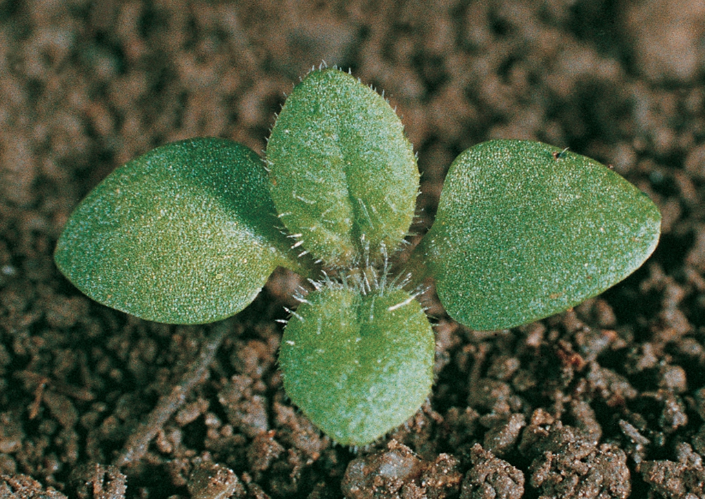Veronica persica - csíranövény
