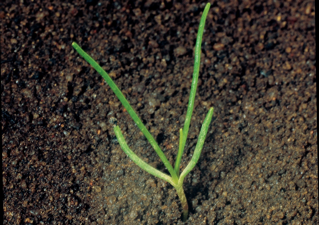 Spergula arvensis - csíranövény