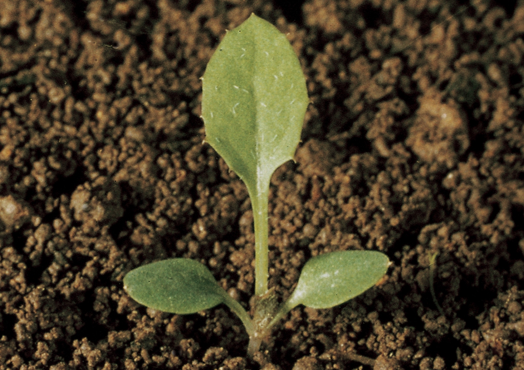 Sonchus oleraceus - csíranövény