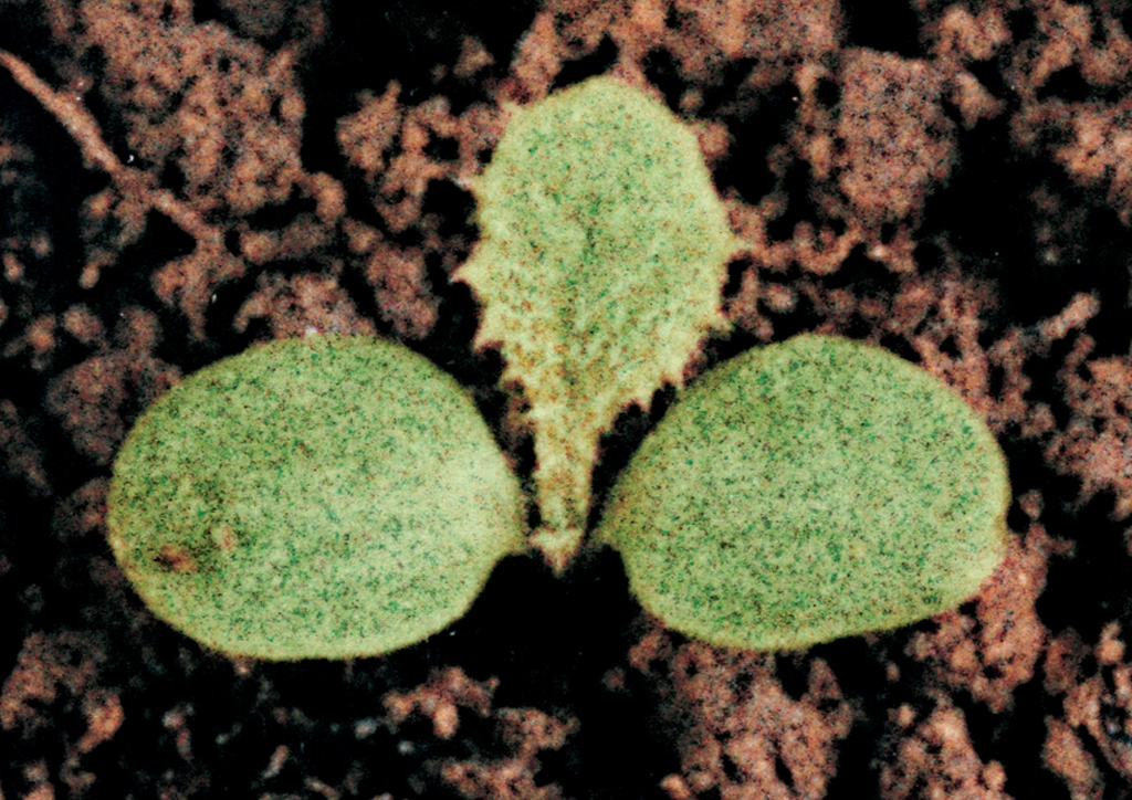 Sonchus asper - csíranövény