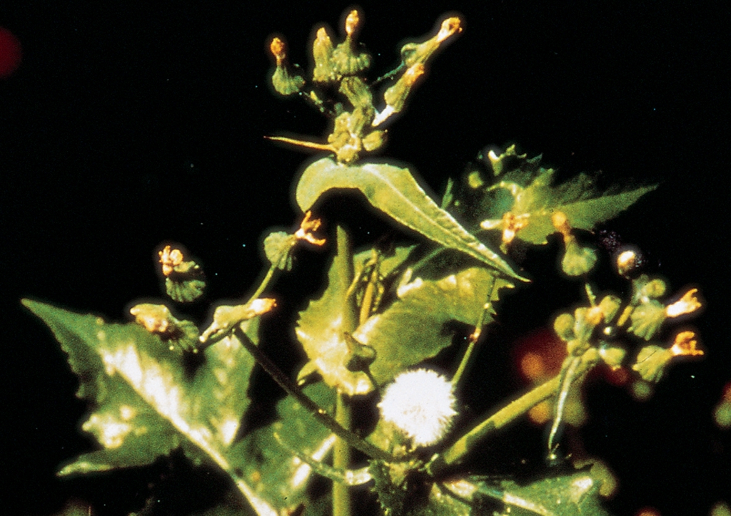 Sonchus asper - kifejlett növény