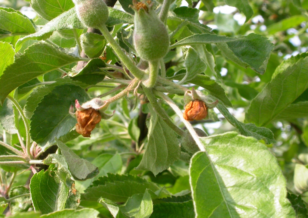Kirágott almavirág-bimbó (bronzgolyó)