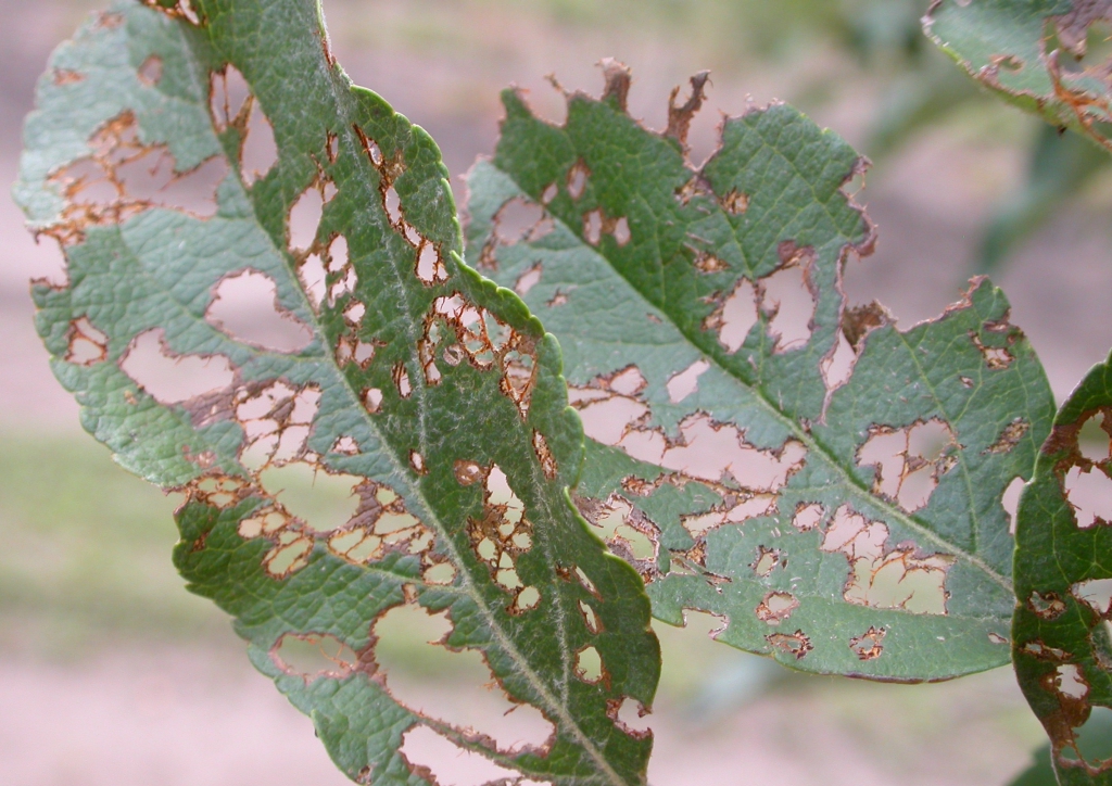 Melolonthidae - zöld cserebogár rágásképe almalevélen
