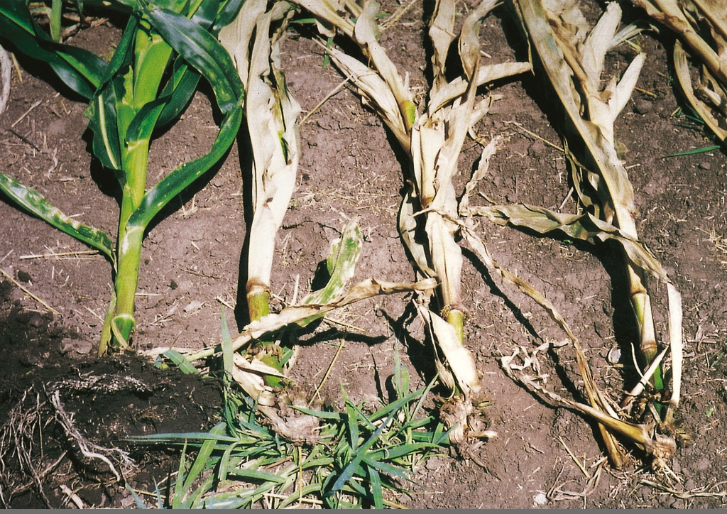 Gyökérkártételi fokozatok - kukorica