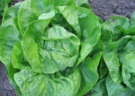 Fejes saláta (zárt termesztőberendezésben, hajtatott)