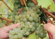 Szőlő (borszőlő, ültetvény)
